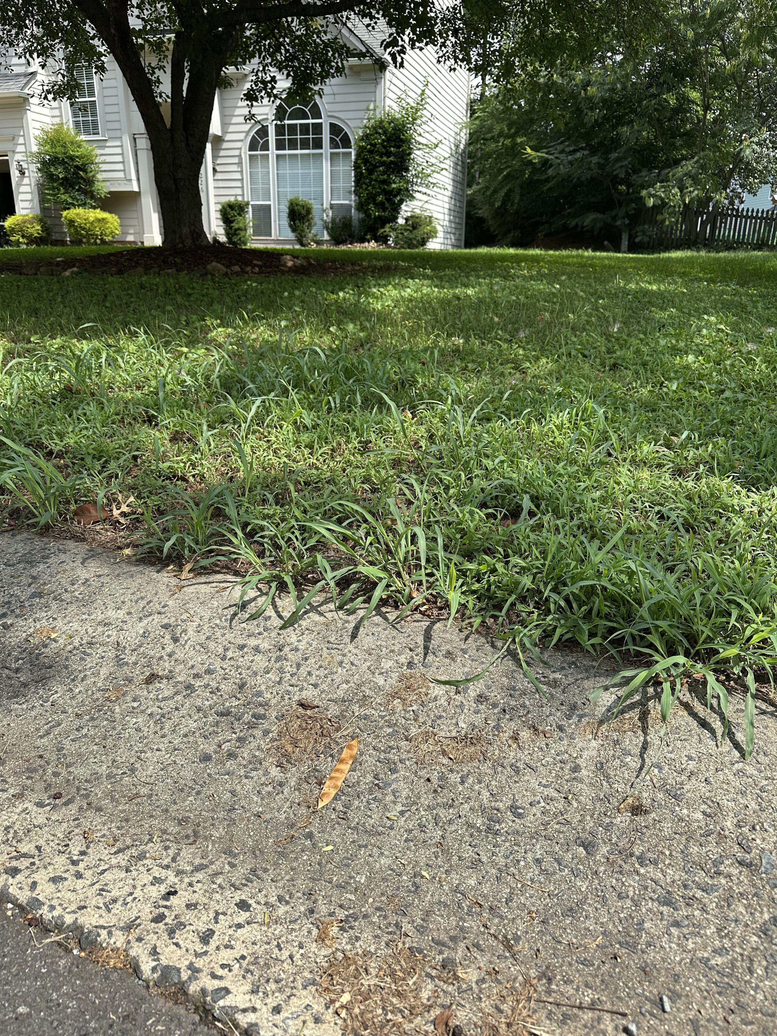Before lawn cleanup photo showing overgrown grass near the front of the property